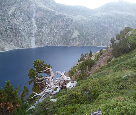 Pins au-dessus de la rive droite du lac de Cap de Long