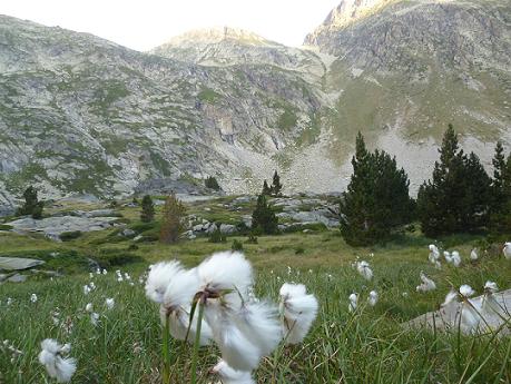 Linaigrettes dans la descente vers le ruisseau de Cap de Long, face à la Hourquette de Buagrret