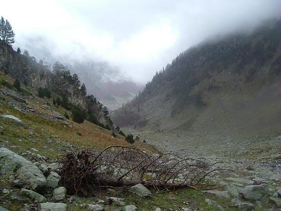 A la descente, l un des nombreux arbres arrachés par la tempête