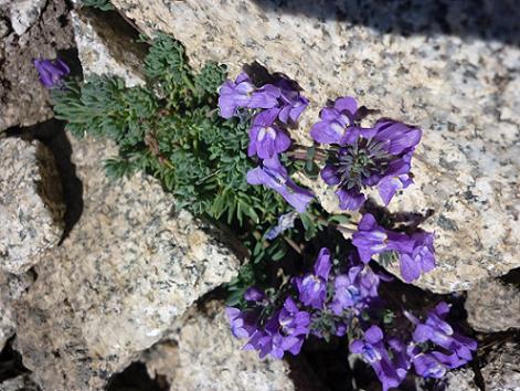 Fleurs à 3000 m, dans la diagonale Sud du pico Russell