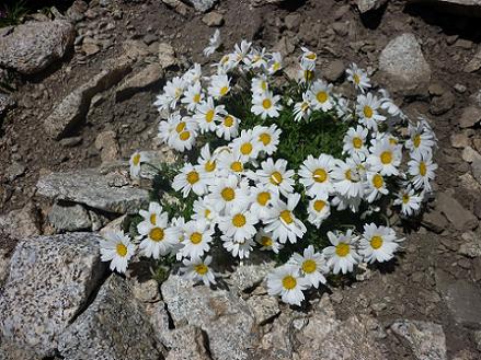 Marguerite des Alpes dans un couloir Sud du pico Russell 3120 m