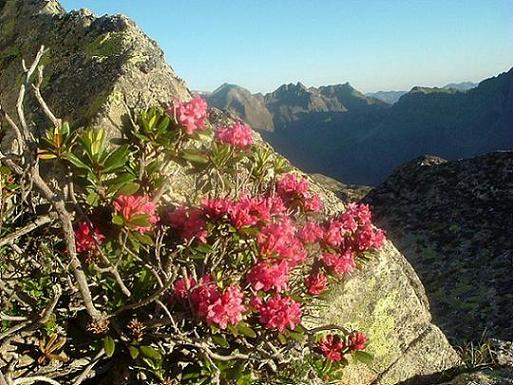 Rhododendrons à 2750 m, sous la crête des Portillons