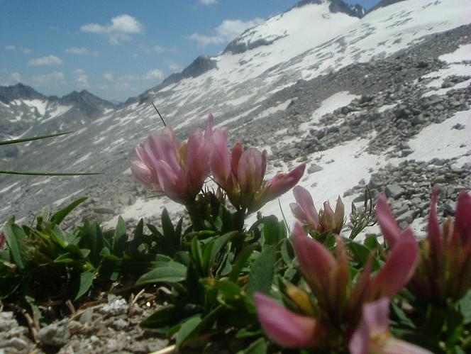 Trèfles des Alpes à 2870 m, sous le Portillon Superior face au pic d Aneto