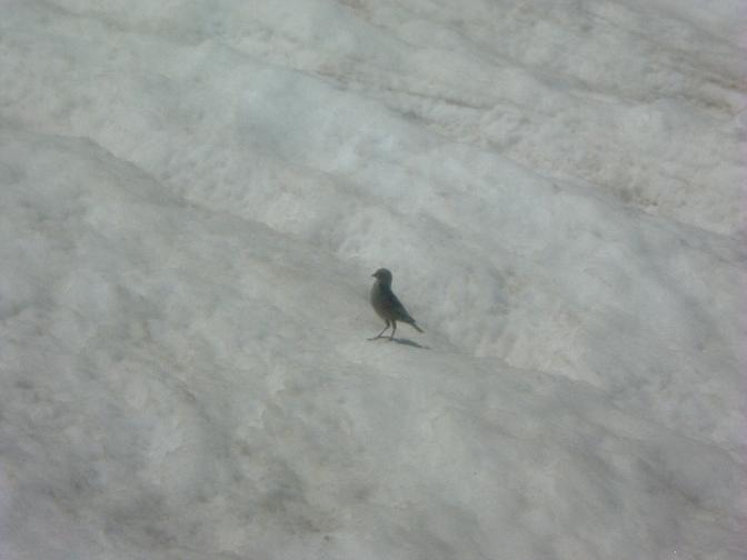 Oiseau sur le glacier d Aneto