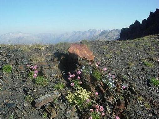 Un bouquet de fleurs pour l arrivée au collado de Llauset 2865 m