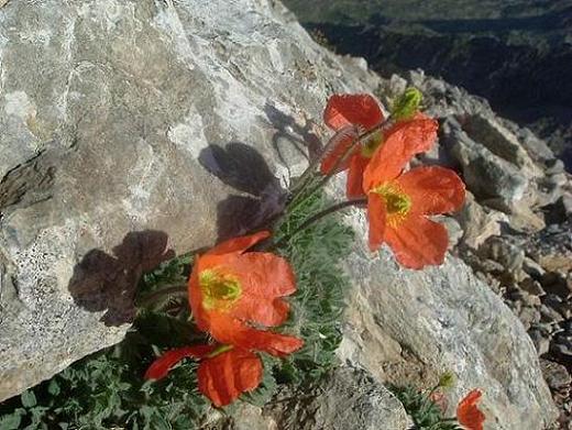 Pavots parfumés ou Pavots oranges des Pyrénées au sommet de la Tuca de las Culebras 3062 m