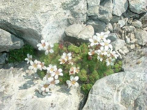 Fleurs au sommet du pico de ballibierna 3067 m