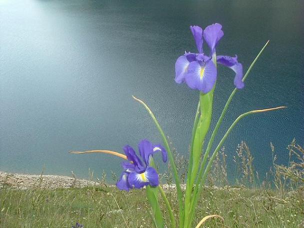 Iris des Pyrénées à 2250 m, Estany de Llauset