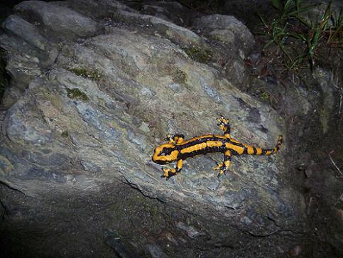 Le chemin du lac d`Oô est balisé de jaune et noir, tant il y a de salamandres