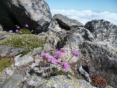 Fleurs, en arrivant au sommet du pic Lézat 3107 m